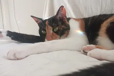 Sophie