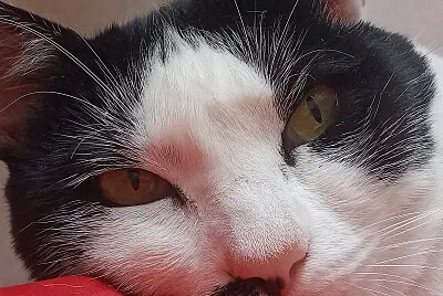 Emilialuisa