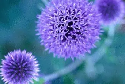 Blue to Purple