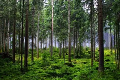 Nature