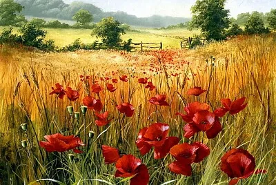 Campo