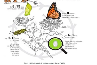 פאזל של ciclo de vida de la mariposa