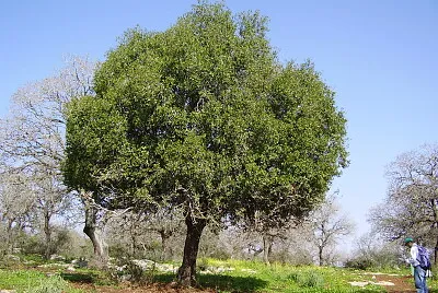 עץ