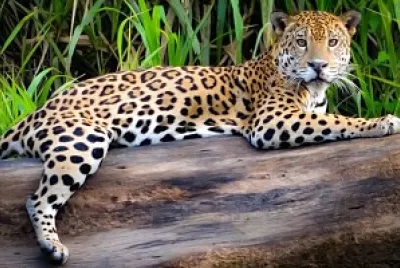 leopardo