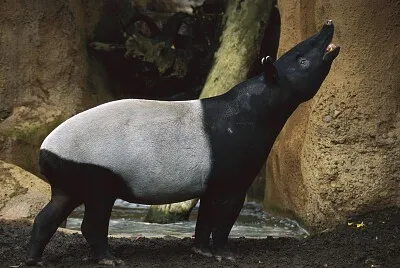 tapir