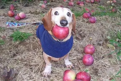 dog with apple