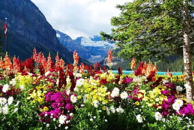 Flores