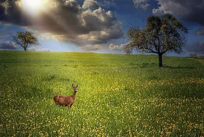 Nature