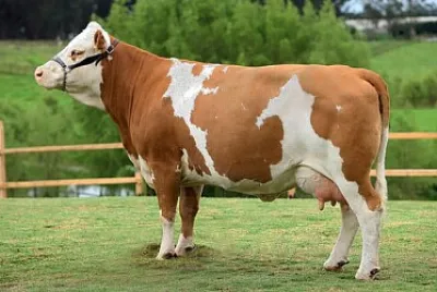 Vaca