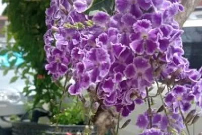 Duranta erecta