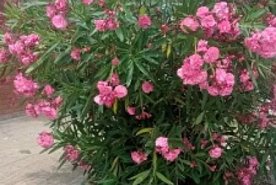 Nerium oleander