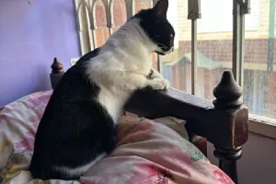 Ari