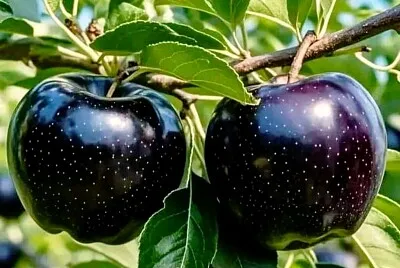 פאזל של imagem