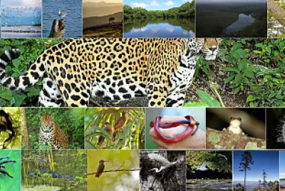 Flora y Fauna