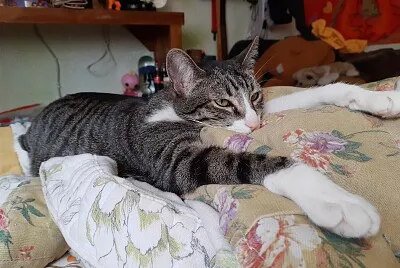 Gorda