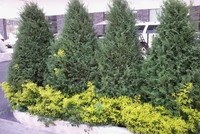 Pinos en la Ciudad
