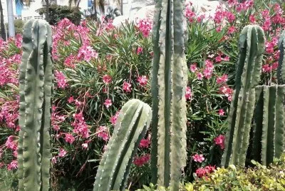 פאזל של Laurel y Cactos