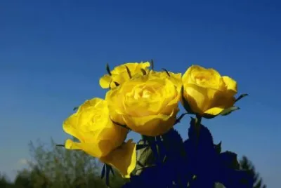 FLORES jigsaw puzzle