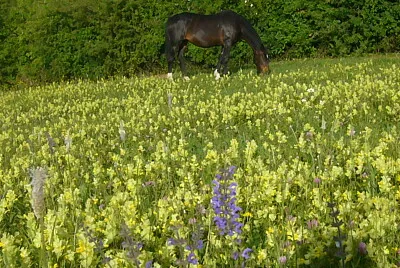 jument jigsaw puzzle