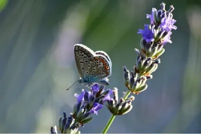 MARIPOSA jigsaw puzzle