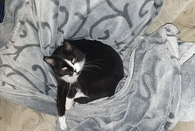 Charly jigsaw puzzle