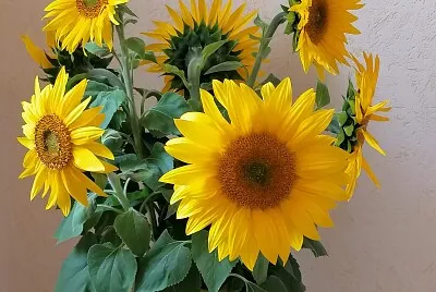 Un bouquet de tournesols jigsaw puzzle