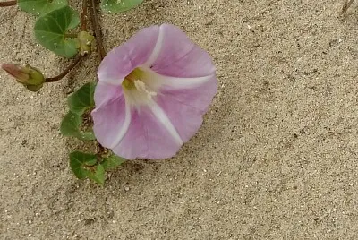 Liseron des sables jigsaw puzzle