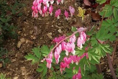 Coeur de Marie jigsaw puzzle