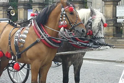 Chevaux à Cracovie jigsaw puzzle