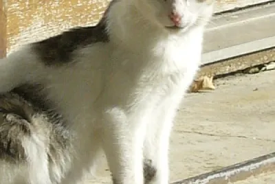 chaton jigsaw puzzle