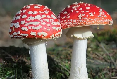 Amanita jigsaw puzzle