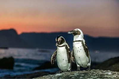 Pinguinos jigsaw puzzle