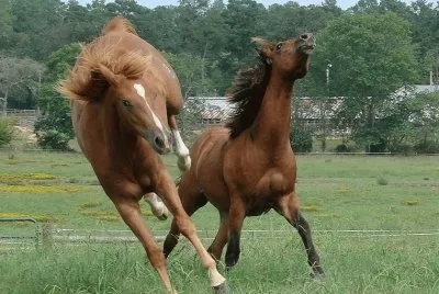 Axl and Ozzie