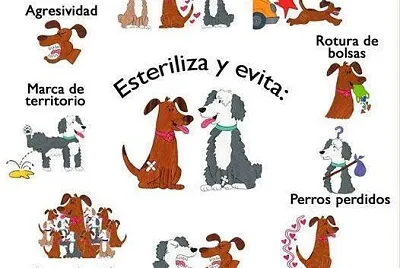 Beneficios de la esterilización jigsaw puzzle