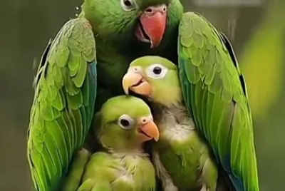 פאזל של Animales