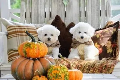 Perro jigsaw puzzle
