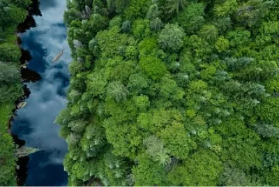 Selva jigsaw puzzle