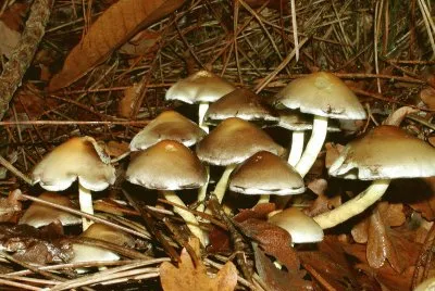 champignons jigsaw puzzle