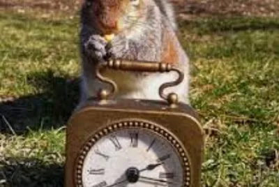 Squirrel ran up the clock