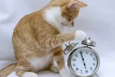 Cat ran up the clock