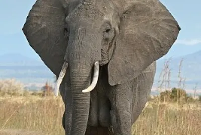 Elephant