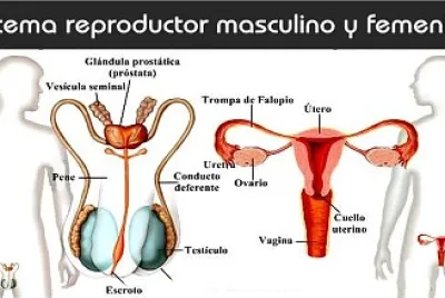 Sistema reproductor jigsaw puzzle