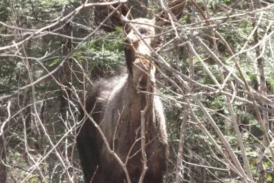 Spring moose  peek a boo
