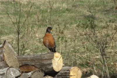 Spring is here  robin on the woodpile