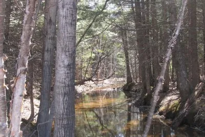 Spring at the brook