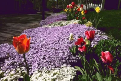 Spring Bloom