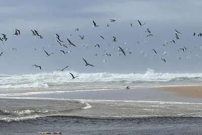 Vol de mouettes