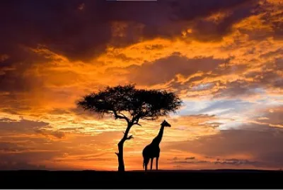 Africa