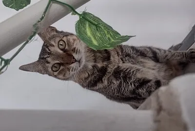 Pipi
