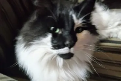 Sylvester jigsaw puzzle